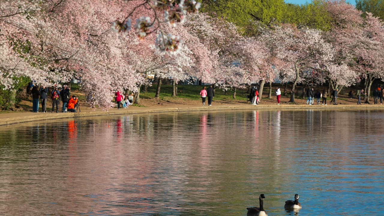 Hubo quienes llegaron días antes, cuando el sol actuaba cual cómplice de miles de fotos y videos captados por quienes visitaban el área. Disfrutaban del tradicional festival de los Cherry Blossoms, que desde el 20 de marzo hasta el 13 de abril, ofrece música, comidas y distintas actividades.