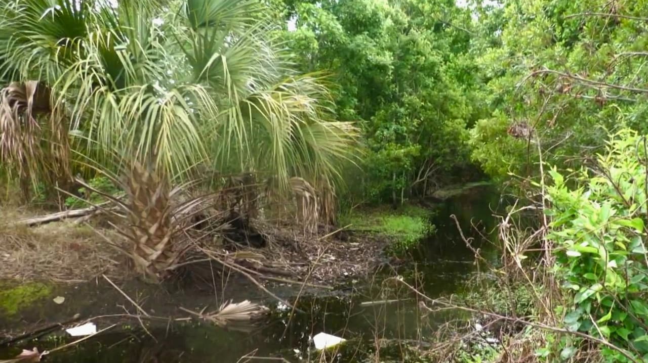Canal estancado preocupa a residente en Osceola ante lluvias y temporada de huracanes