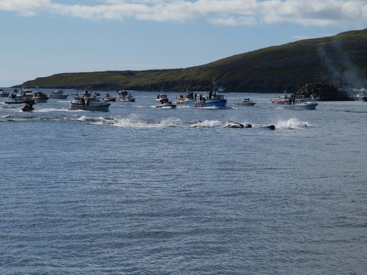 Las islas Feroe o islas Feroé son un pequeño archipiélago que se ubica en el Atlántico Norte, entre Escocia, Noruega e Islandia. Son un país autónomo dentro del Reino de Dinamarca, pero no pertenecen a la Unión Europea. Allí ocurre anualmente uno de las masacres animales más controversiales.
<br>Fotografía tomada en noviembre del 2011.