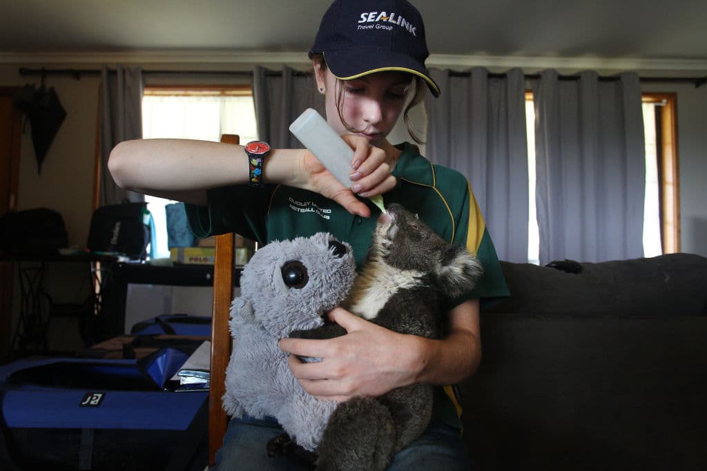 Minka Macaule, cuidadora voluntaria de vida silvestre, de 14 años, consuela al koala herido 'Joey'. El Parque de Vida Silvestre Kangaroo, ubicado en el borde de la zona de fuego, ha estado tratando y albergando cerca de 30 koalas por día.
