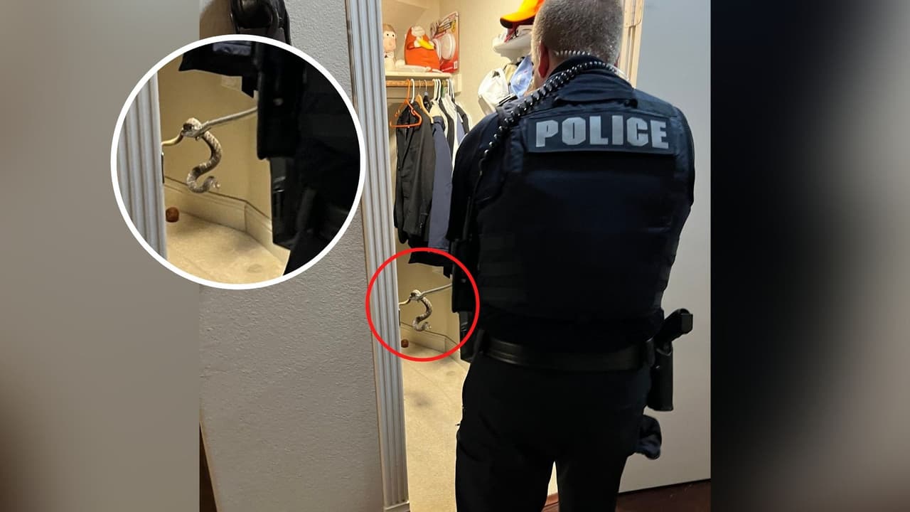Una mujer va por sus zapatos y halla una serpiente venenosa en su armario en Southlake