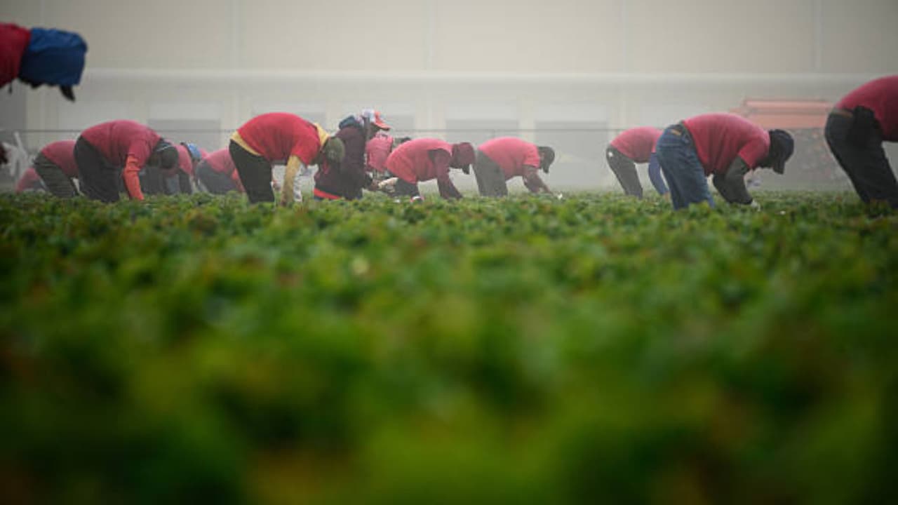 Empresario admite conspiración de trabajo forzado contra jornaleros mexicanos en EE.UU.