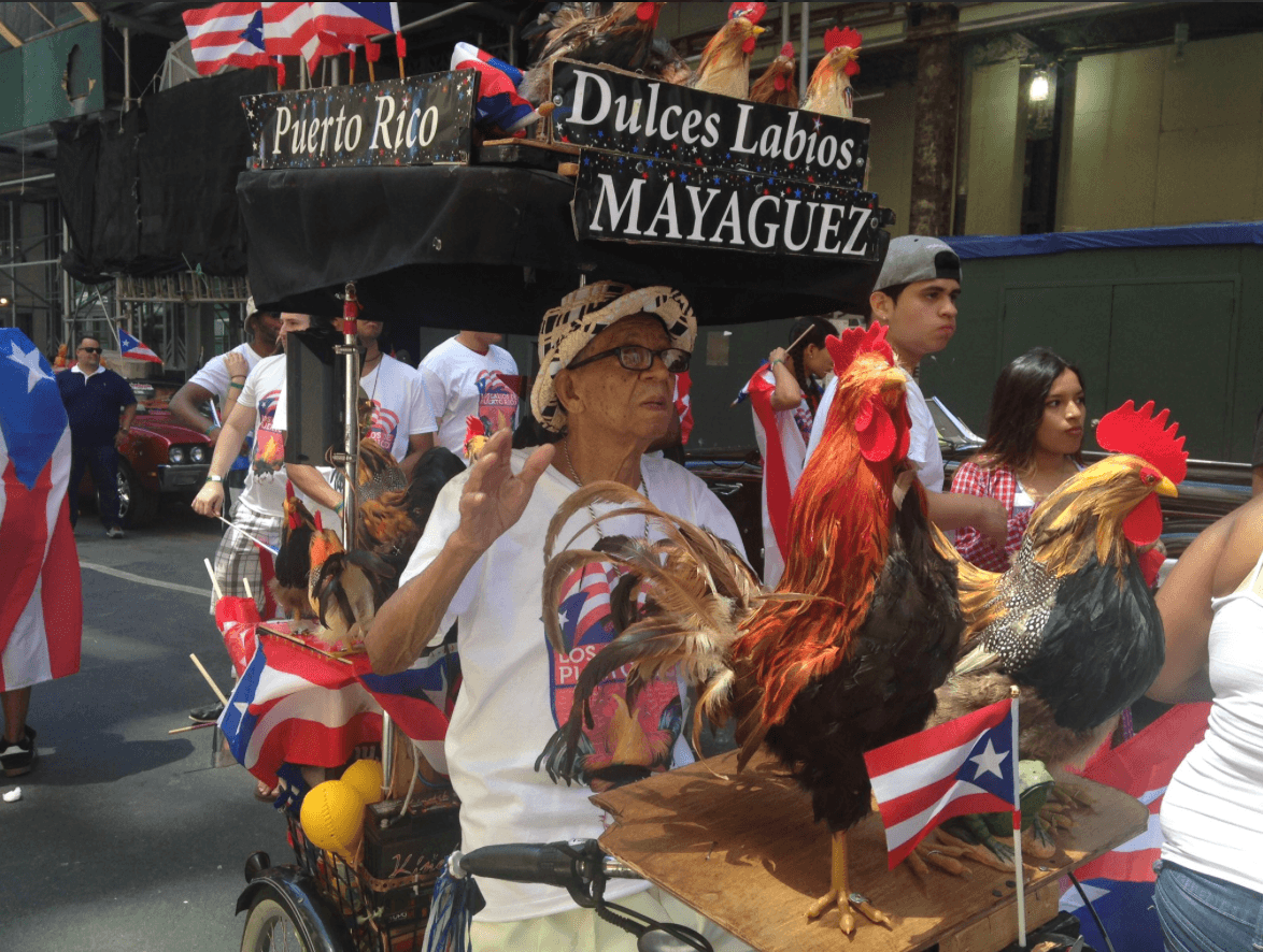 Desde “la Sultana del Oeste”, Mayagüez, “El Gallo” que alegra East Harlem.