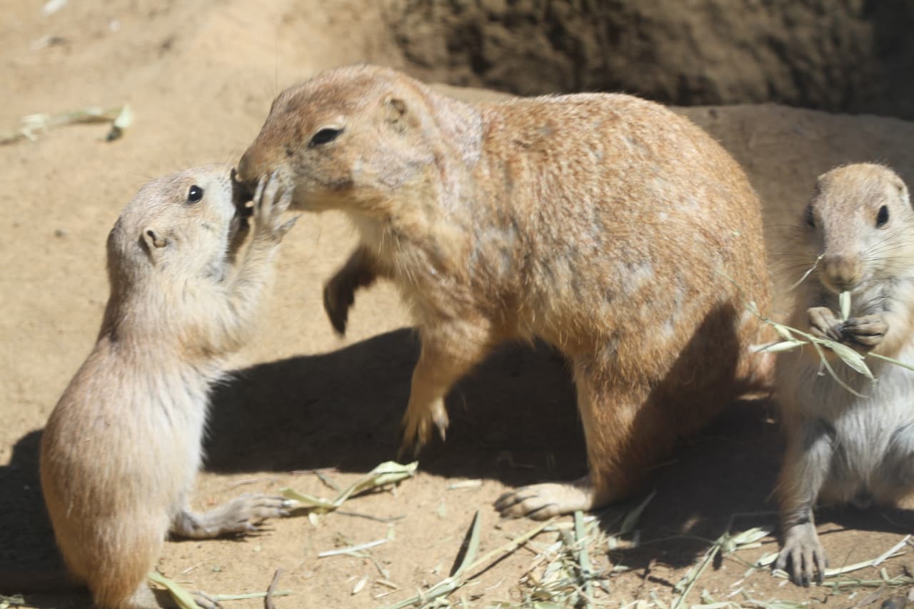 Cuando salen de sus madrigueras, los cachorros ya están listos para explorar el mundo fuera de su nido. Su dieta está basada en pasto fresco y verduras.
<br>