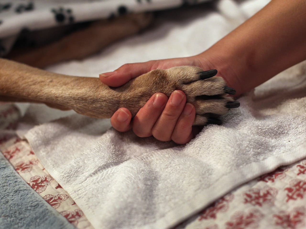 Culpable sacerdote anglicano por abandonar un perro 