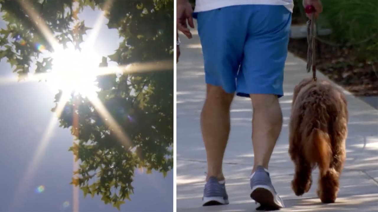 Los perros pueden morir en 30 minutos por golpes de calor, un veterinario dice los síntomas