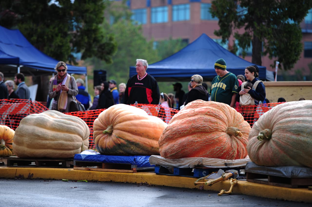 Miles de personas acudieron a un lago de esta comunidad para concursar dentro de sus calabazas gigantes con la ayuda de un remo.