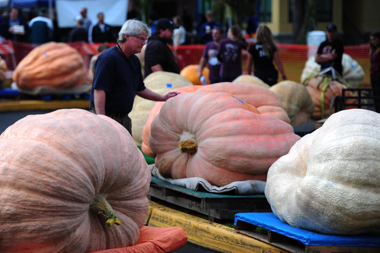 Los agricultores de estas calabazas fueron los principales concursantes, quienes vaciaron todo el contenido de ellas, para después embarcarse en el lago.