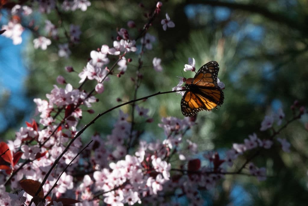 <a href="https://www.parks.ca.gov/?page_id=550">Playa estatal Lighthouse Field</a>: También en Santa Cruz, esta playa es conocida por ser un punto de encuentro de las mariposas monarca durante su migración. Aquí podrás disfrutar de la hermosa vista del océano mientras observas a las mariposas revolotear a tu alrededor.