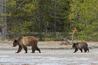 ¿Por qué Yellowstone quiere sacrificar a la osa sospechosa de atacar a un excursionista?