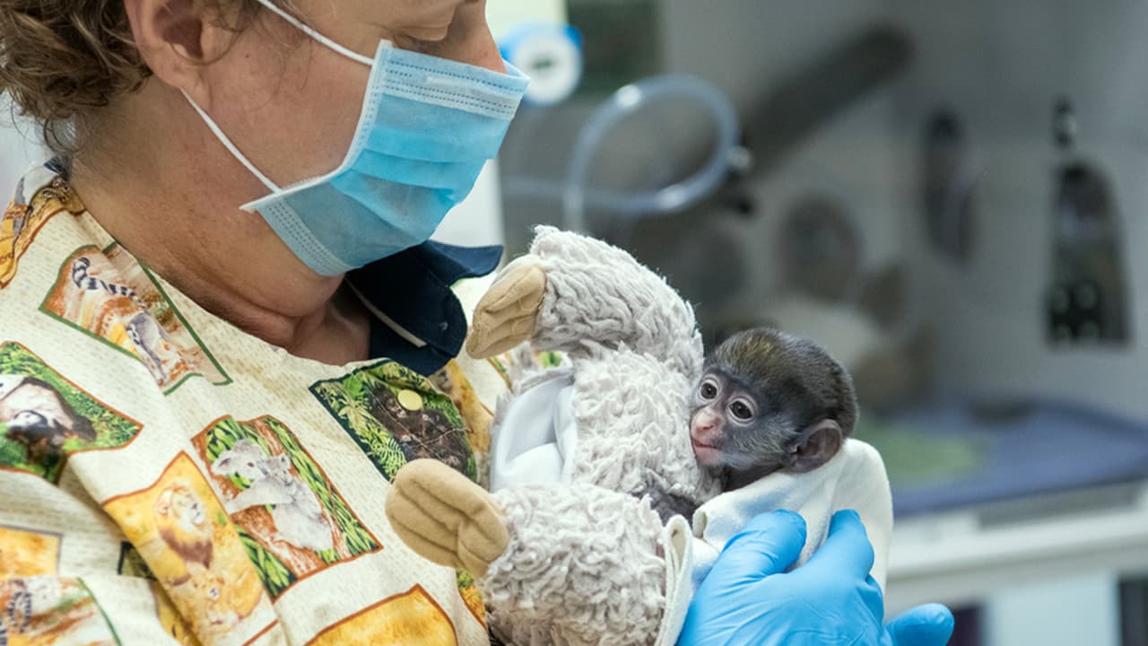 El bebé mono nació en las primeras horas del 10 de abril y es el segundo bebé que nace dentro del zoológico de Houston en medio la pandemia del coronavirus, el primero fue un oso hormiguero.