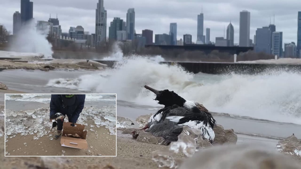 Reportan más de 100 aves muertas en el Lago Michigan: "Varias de ellas están enfermas de influenza aviar"