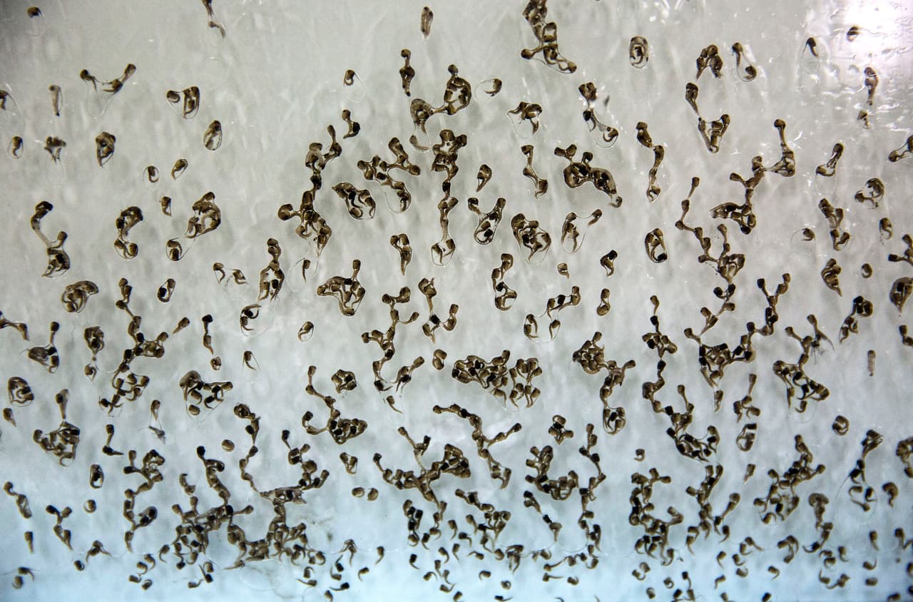 El laboratorio produce cerca de un millón de mosquitos semanalmente.