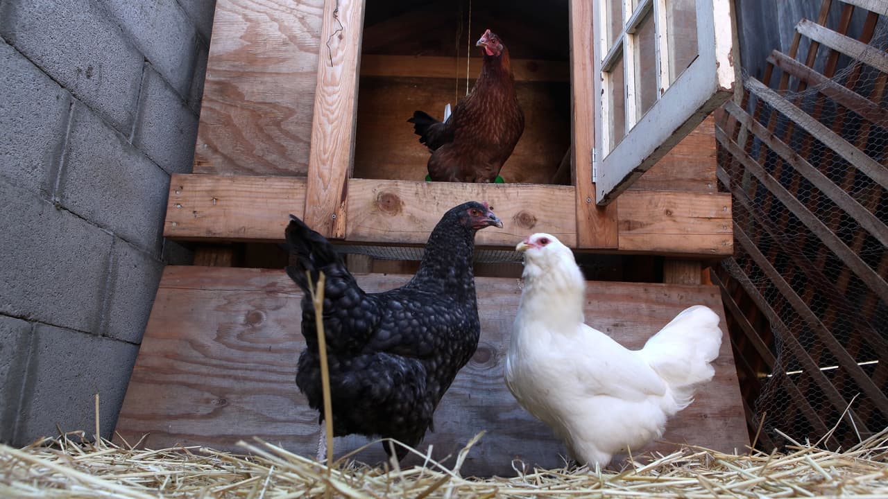 Ayuntamiento decidirá el miércoles si permitirá gallineros residenciales en Bakersfield