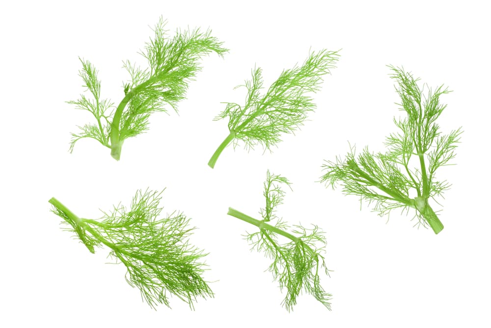 Existe otra creencia de que el hinojo ayuda en rituales de amor. Si una persona sufre una decepción amorosa o está decaída, bebiendo su té o infusión ayuda a levantar el ánimo, abrir su mente y seguir adelante con nuevos bríos.