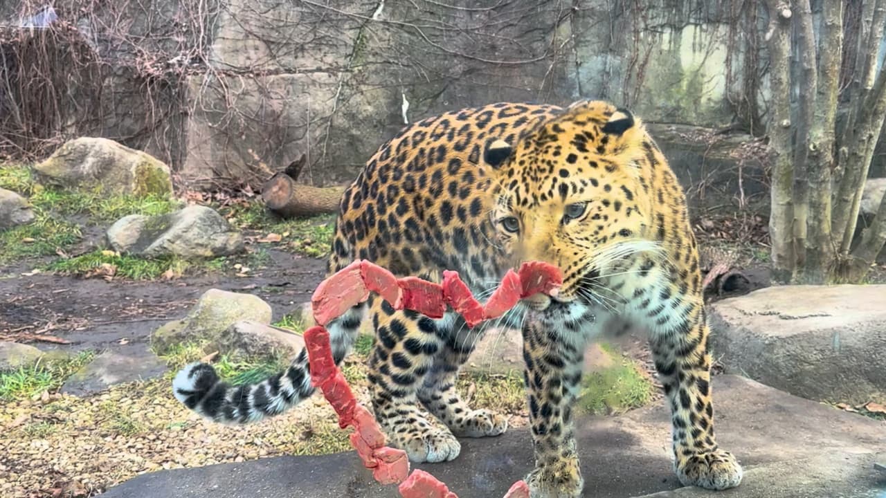 Sasha, una leopardo, tuvo su corazón con pedazos de carne.