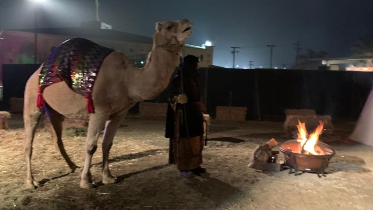 El camello Diego es una de las atracciones principales del nacimiento.