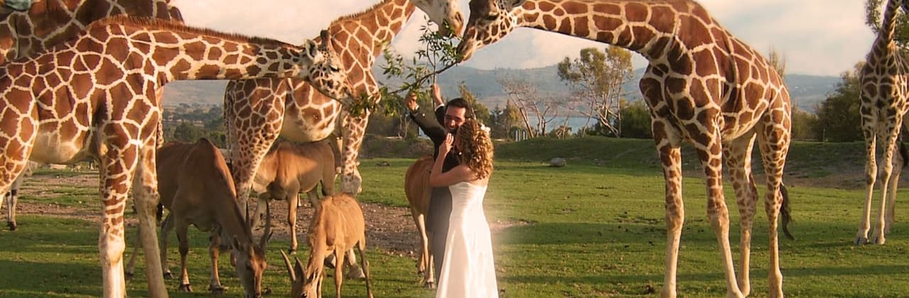 En caso de que la pareja se decida por hacer su boda en el Valle de las jirafas, a los recién casados les permiten tomarse fotos con estos animales, logrando una divertida sesión de fotos para el recuerdo.