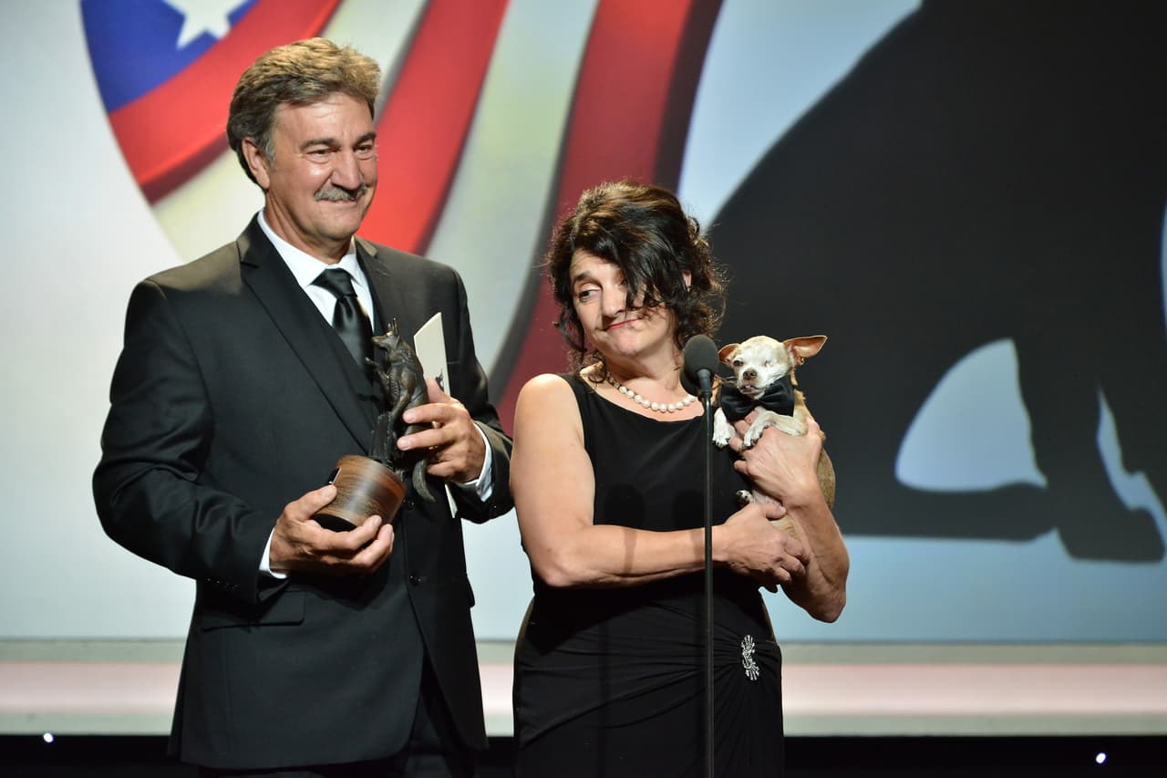 Te presentamos a Harley, un perrito que tuvo una vida triste durante 10 años en una granja de perros, lugares donde se crían canes con el objetivo de obtener beneficios económicos.