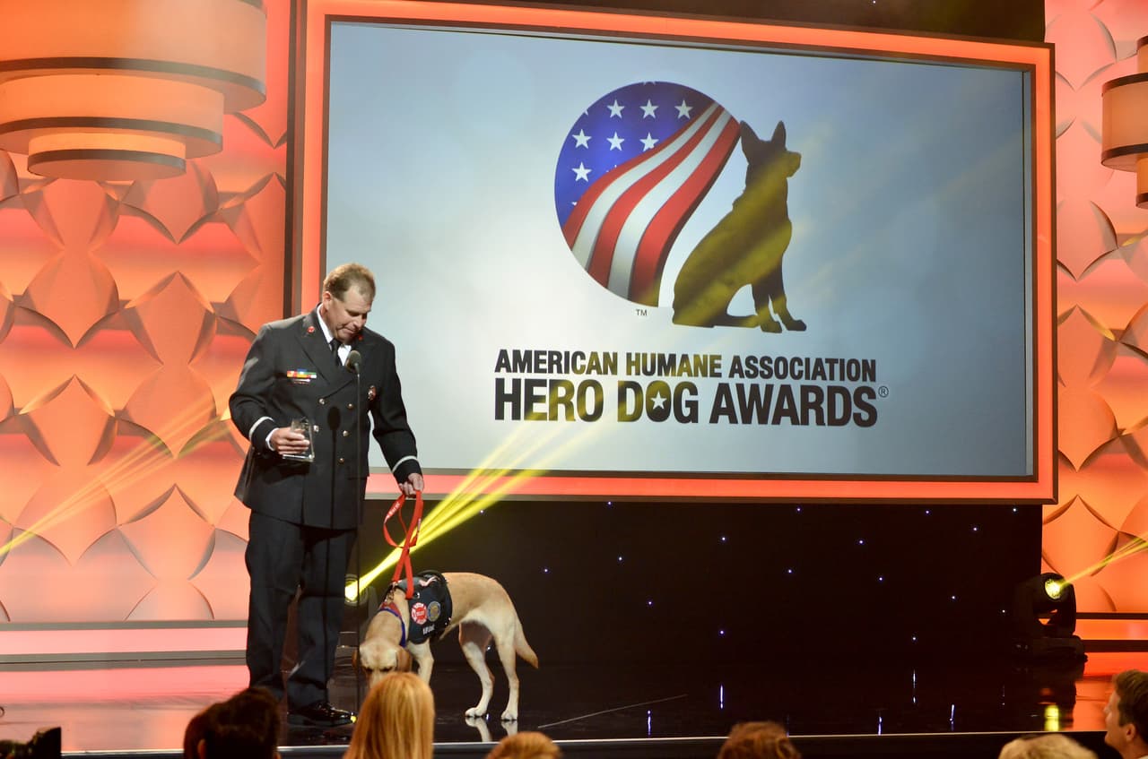 Otra pequeña gran heroína que se llama igual, Glory, es ella. Su olfato está entrenado para oler minúsculos rastros de acelerantes de hidrocarburo, usados para acelerar fuegos. ¡Así es como ella se convirtió una una can rastreadora de fuegos! Además, tiene la habilidad de sentir qué paramédicos y bomberos están estresados. Se acerca a ellos y alivia su estrés. Por si no fuera poco, va a organizaciones, escuelas y clubs donde su dueño imparte lecciones sobre la prevención de incendios. Ganó en la categoría “Arson Dogs”.