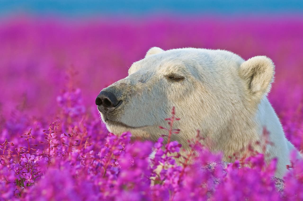 ¡No quería encontrarse él solo en una pequeña isla con un oso polar enojado!