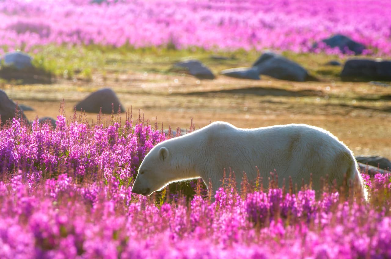 Tanto el hombre como el oso se relajaron en la pequeña isla un par de horas, hasta que la tarde llegó y el hambre los obligó a buscar alimento.