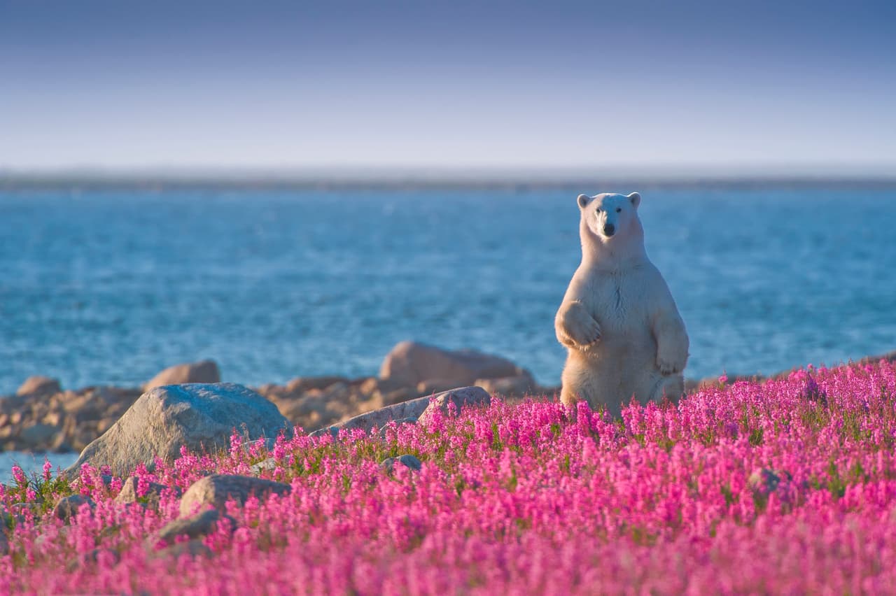 Explica que incluso se pellizcó, pues pensaba que estaba soñando tan bello paisaje.