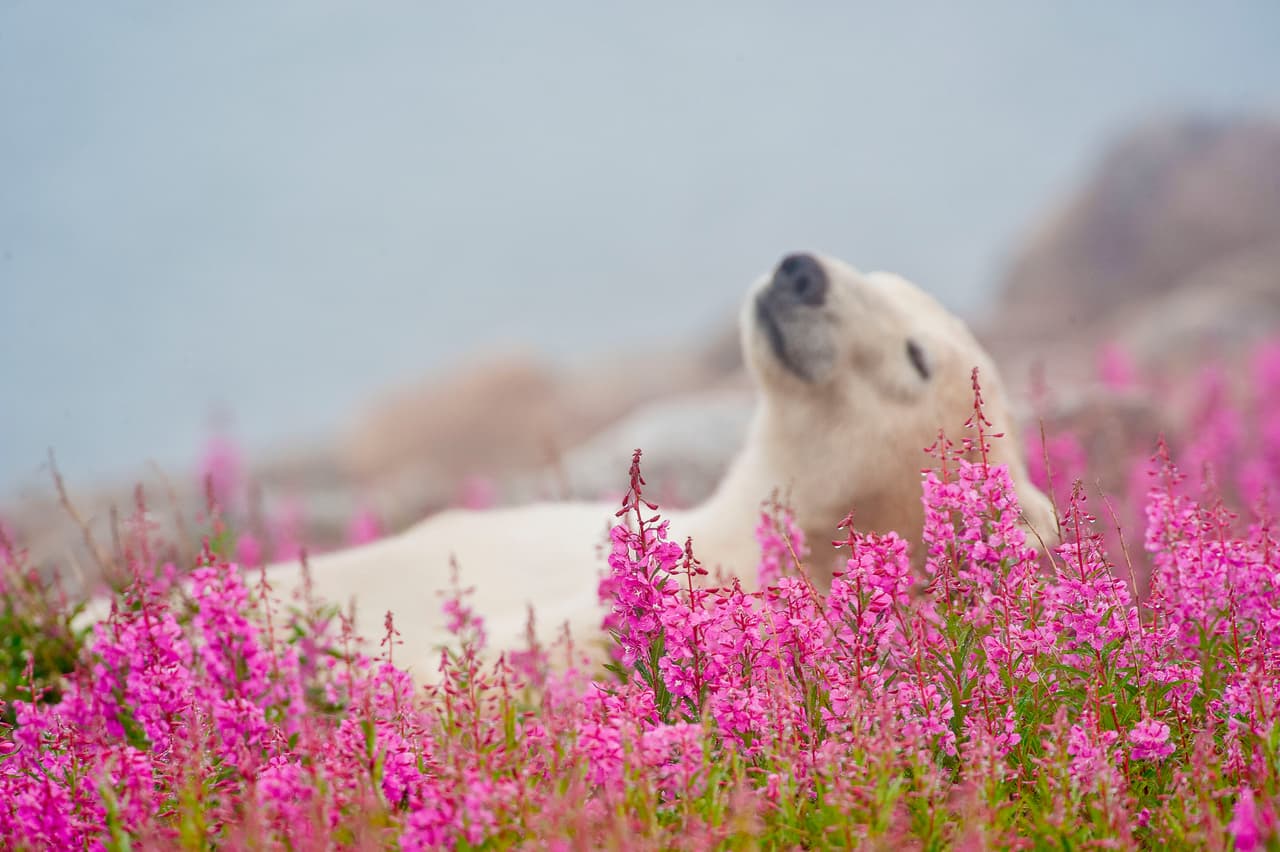 Sin embargo, el animal estaba muy ocupado gozando la vida, con el sabor de las flores en su boca.