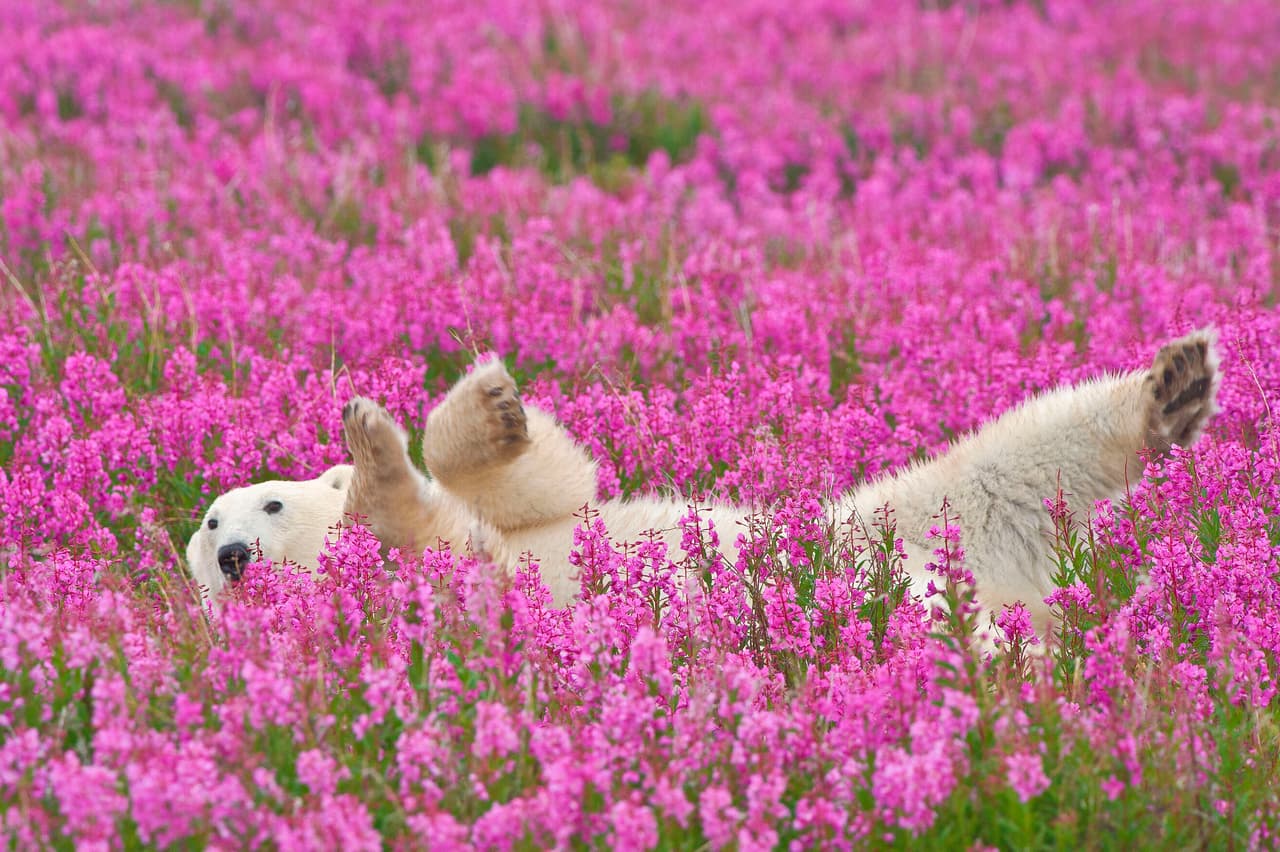 Dennis Fast fue quien vio a este ‘osito’ y le pareció muy curiosa su forma de comportarse.