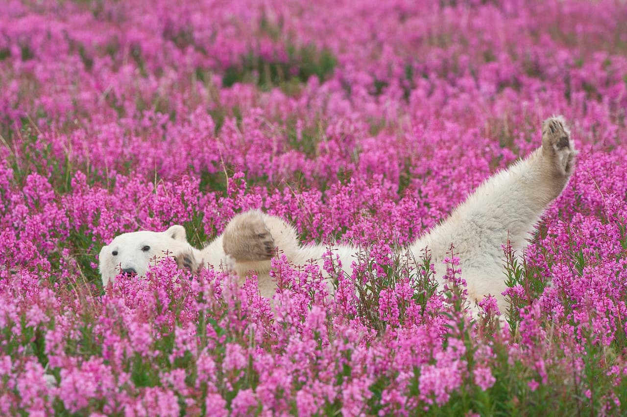 El hombre de 72 años también se encontraba en la isla de tan sólo un kilómetro de diámetro.