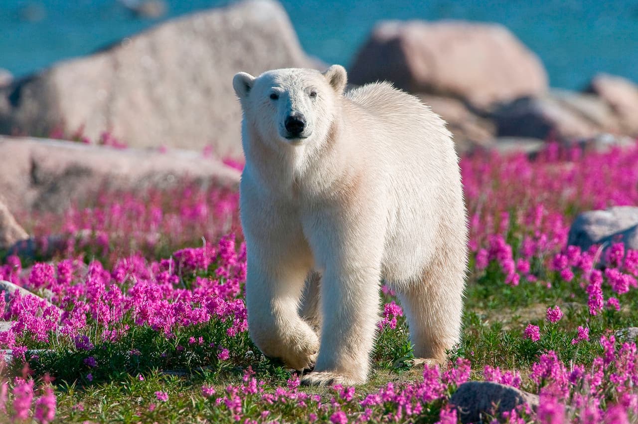 El maestro retirado planeó con sumo cuidado el acercamiento y las fotografías.