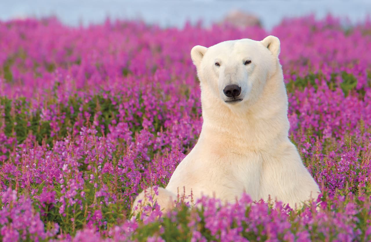 Estiró las patas, se revolcó y bostezó.