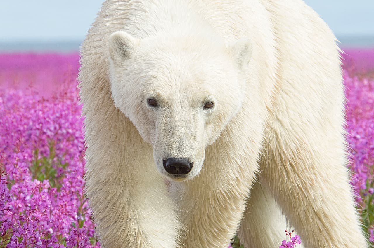 A este inusual oso polar se le antojó de caer el frío y relajarse en una deliciosa cama… ¡de flores!