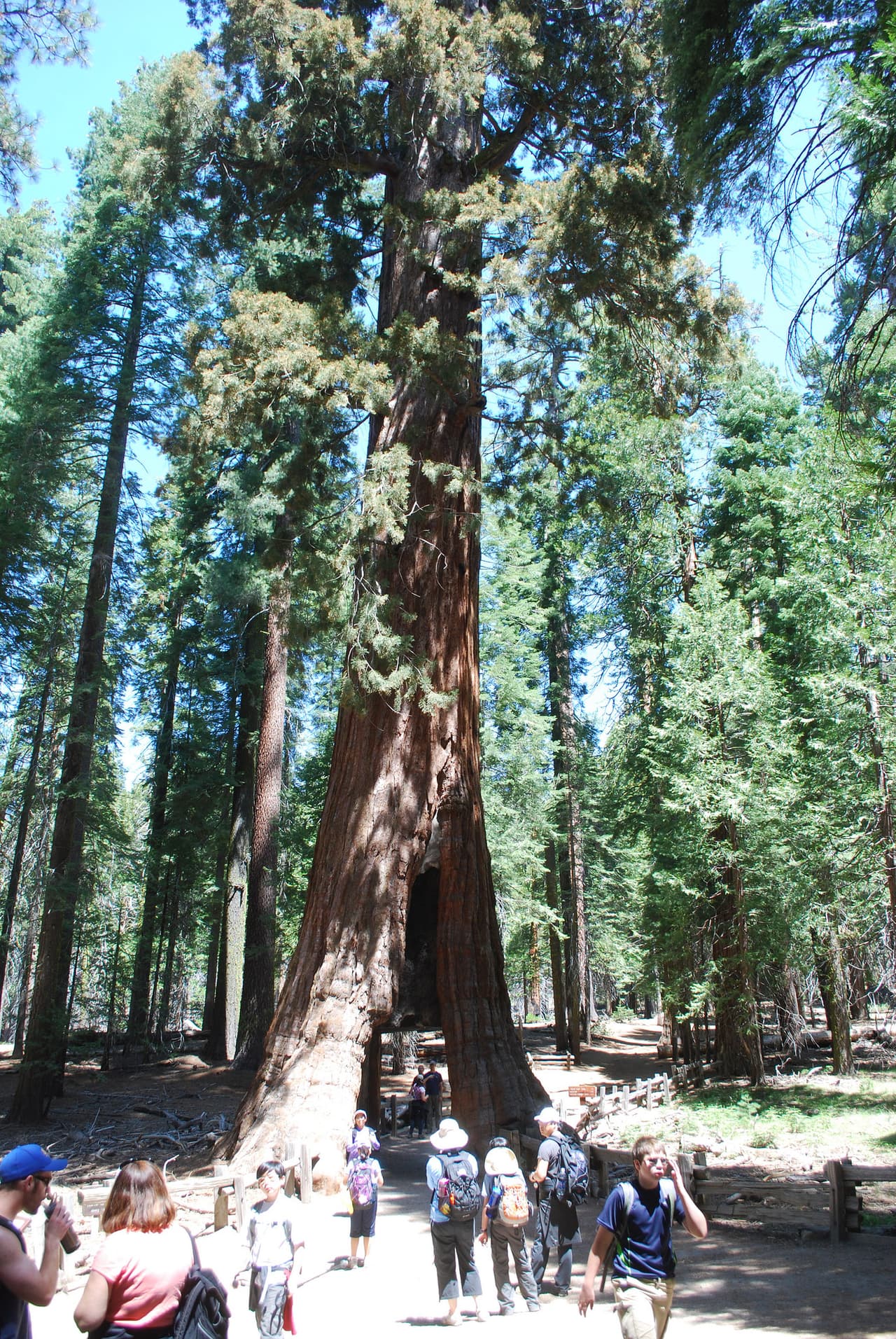 Una vista del inmenso 'California Tunnel Tree' ubicado en el parque Yosemite en una zona conocida como Mariposa Grove.