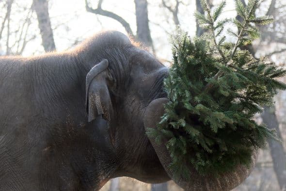 Para alimentar a un elefante, por ejemplo, hay que comprar más de 50 kilos de vegetales y 200 kilos de pasto diarios. Foto de archivo