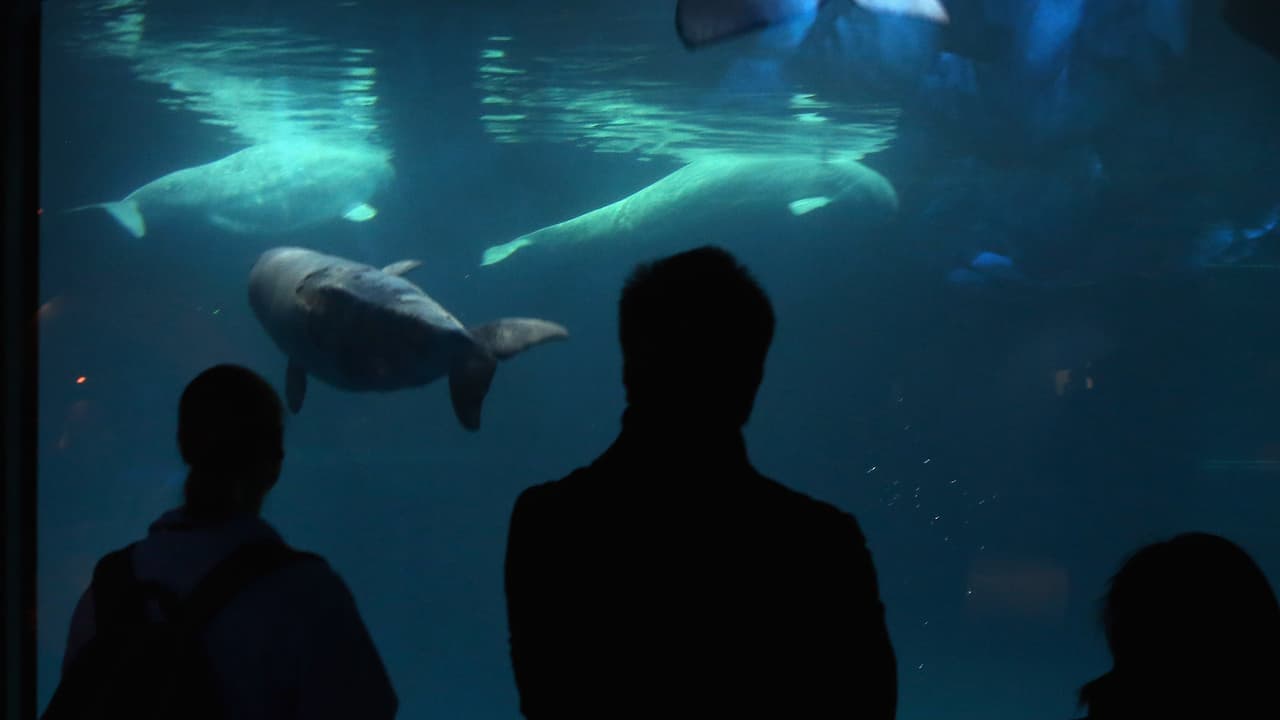 Durante estos días Shedd Aquarium tendrá admisión gratuita en 2020