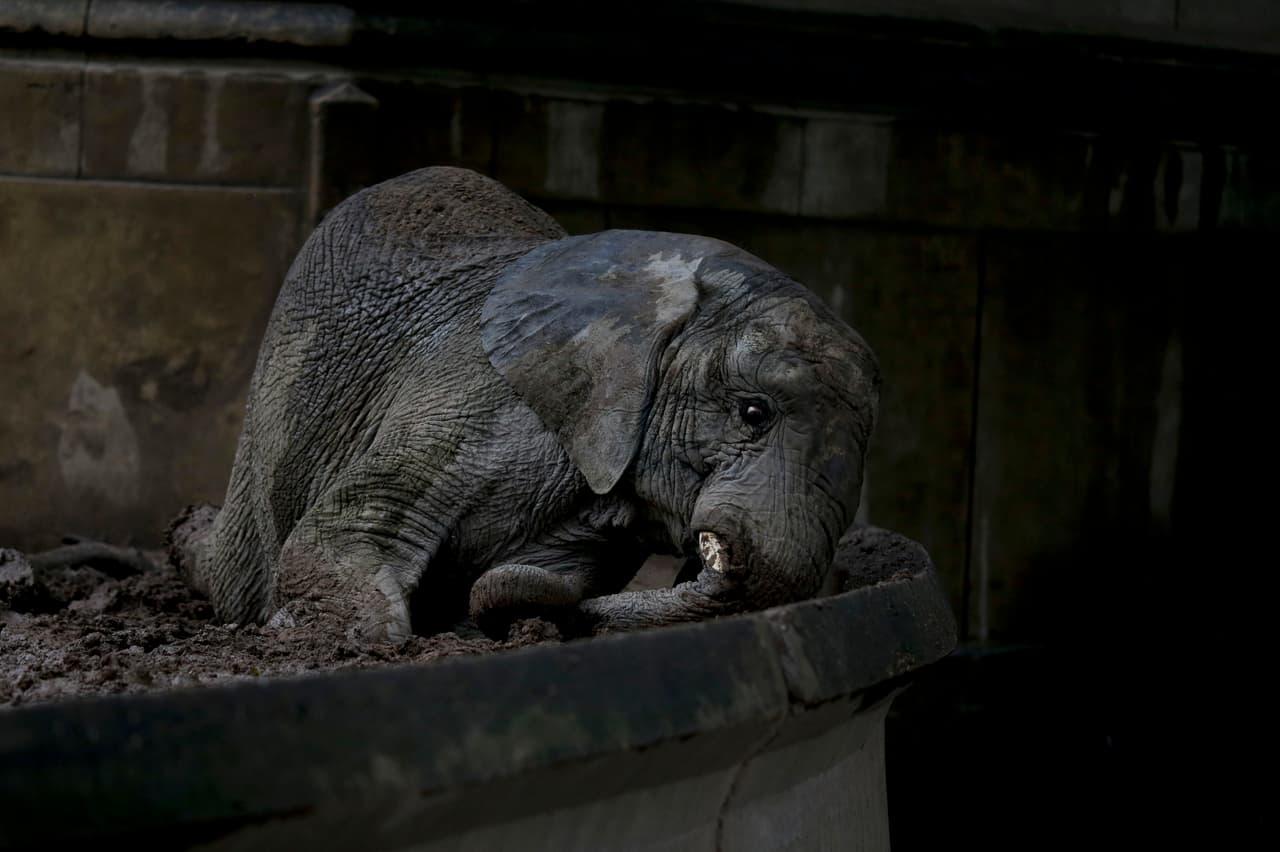 El elefante Pupy en el barro.