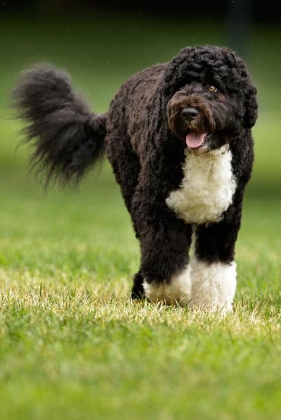 Y es que con ese cabello tan abundante y esponjado, cualquiera se moriría de calor.