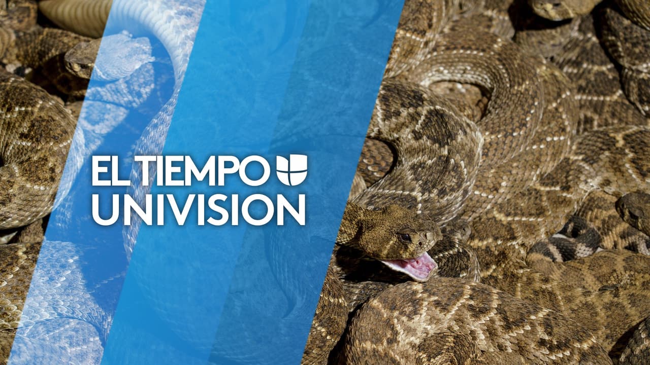 ¡Cuidado! La sequía y el calor traen más serpientes de cascabel a California: esto es lo que debes saber
