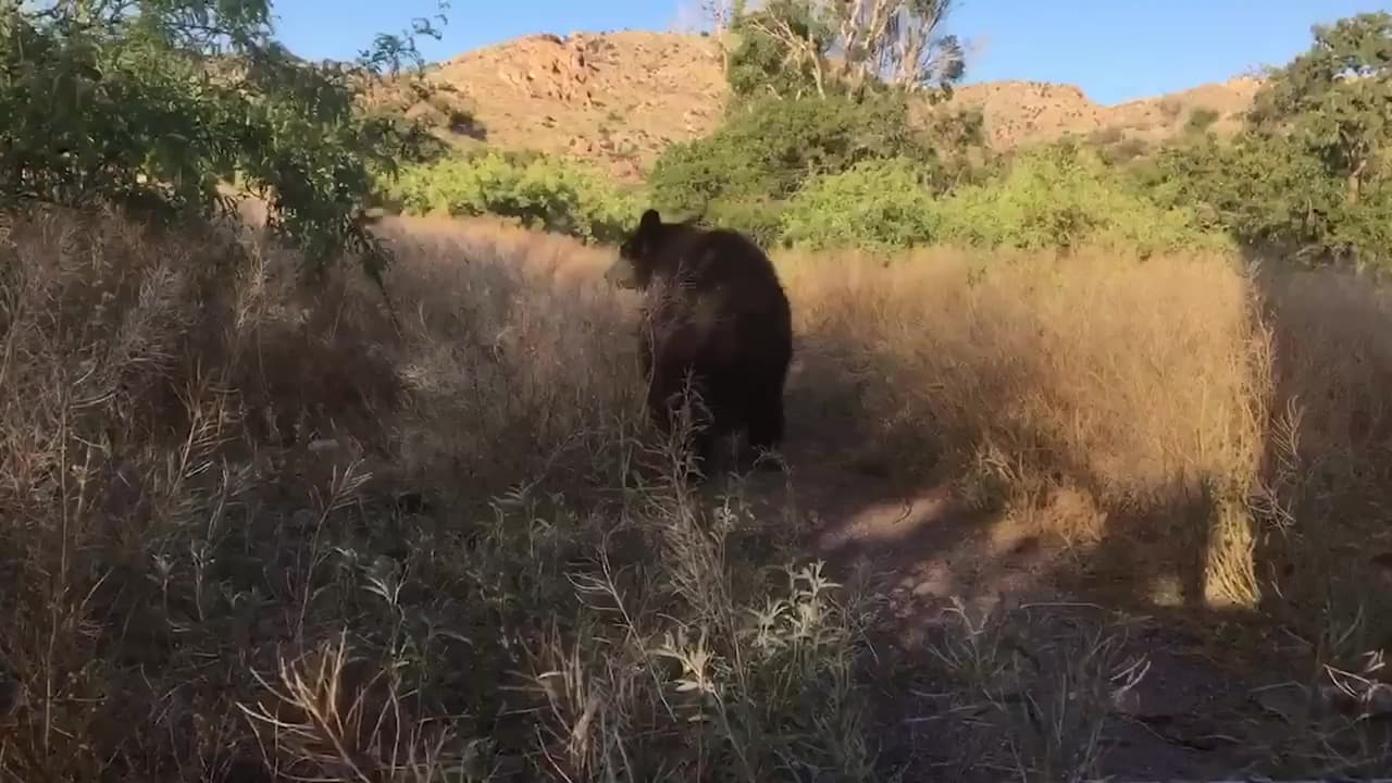 ¡Cuidado! los osos negros andan buscando comida y se han visto cerca de residencias