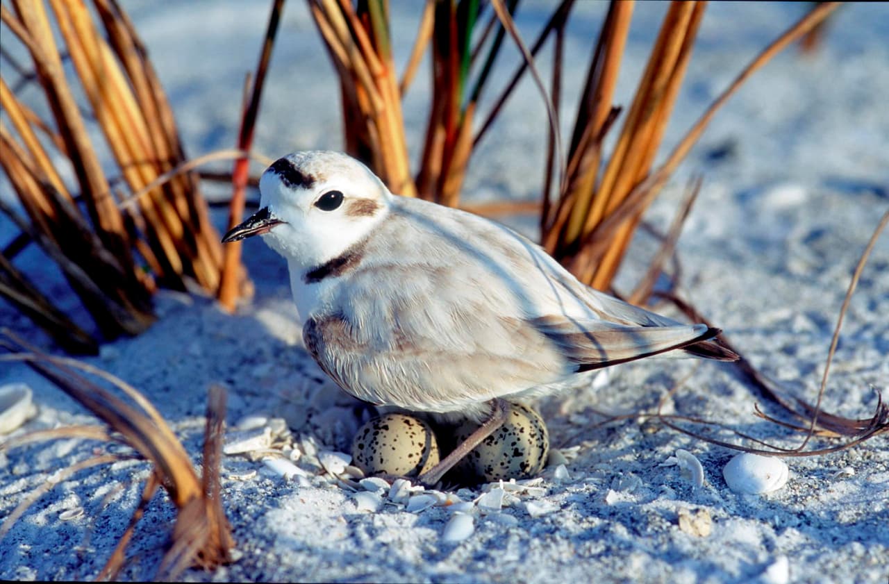 Este 4 de Julio, te decimos cómo puedes ayudar a las aves marinas que anidan en las playas de Florida