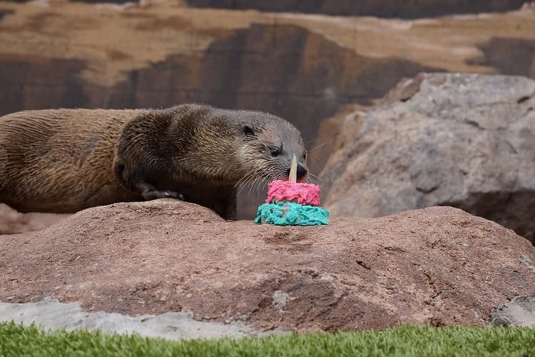 Recientemente fue votada por USA Today como uno de los 10 mejores parques de vida silvestre en todo el país.