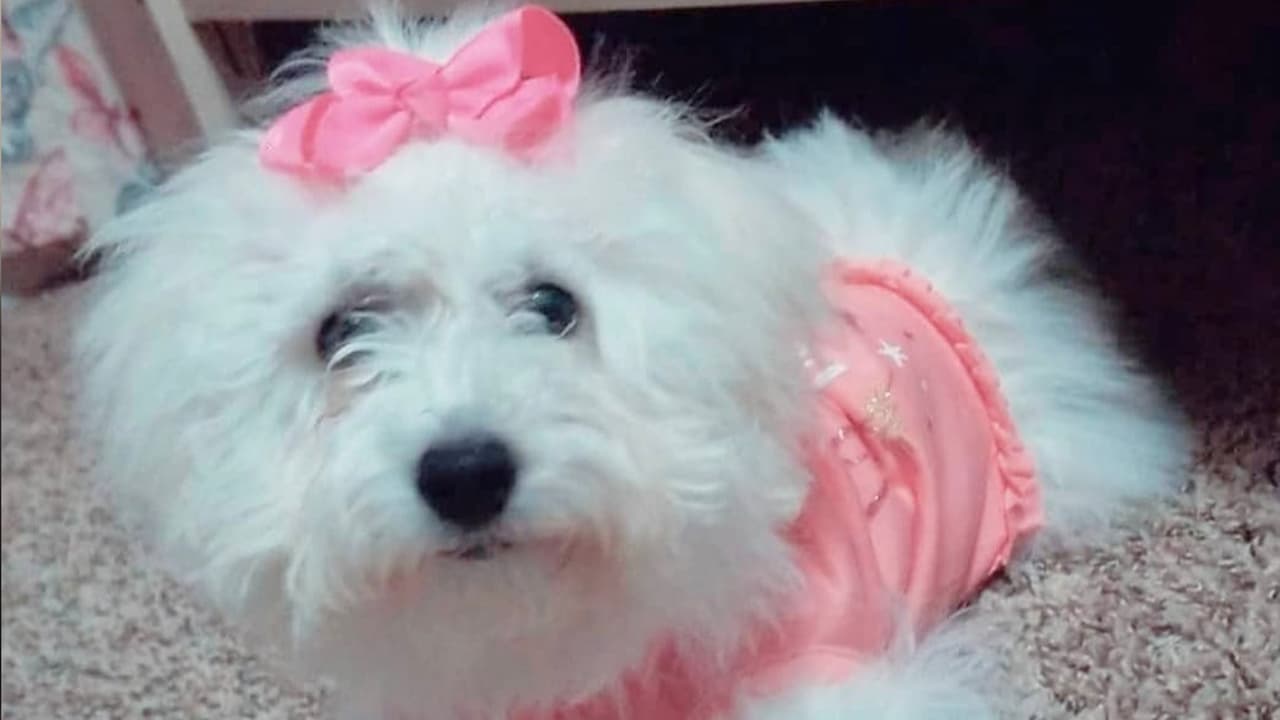 "Mi luna 🌙🐶❤ "