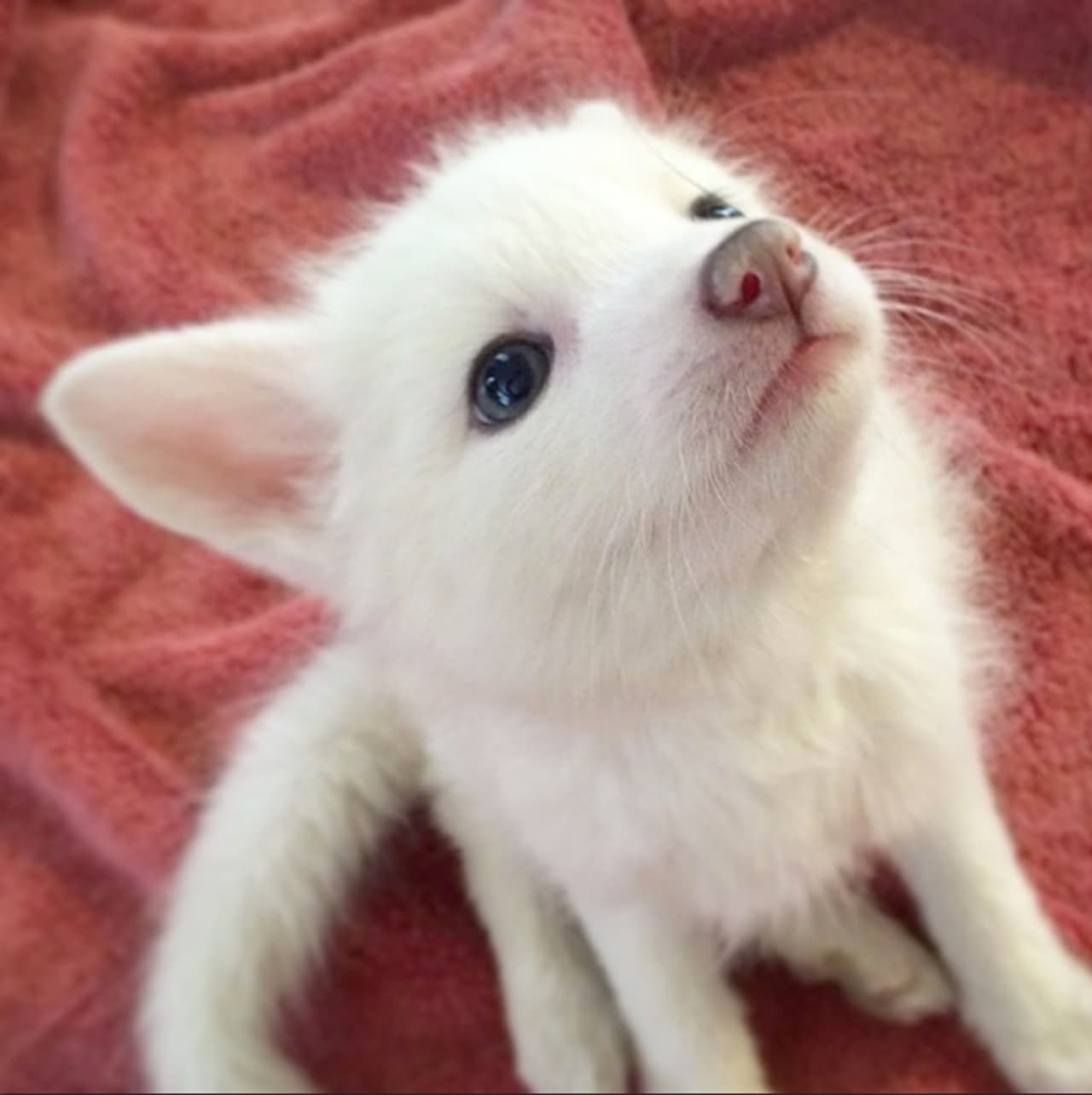 Es amable, tierno, ¡y cree que es un perro!