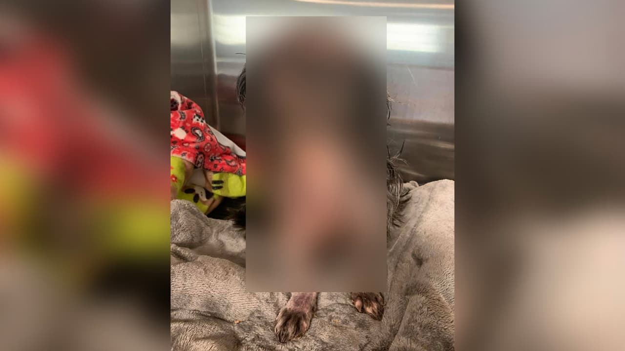 La dueña de Gizmo creó un grupo de 
<a href="https://www.univision.com/temas/facebook">Facebook</a> para pedir justicia y hallar al culpable de este delito.