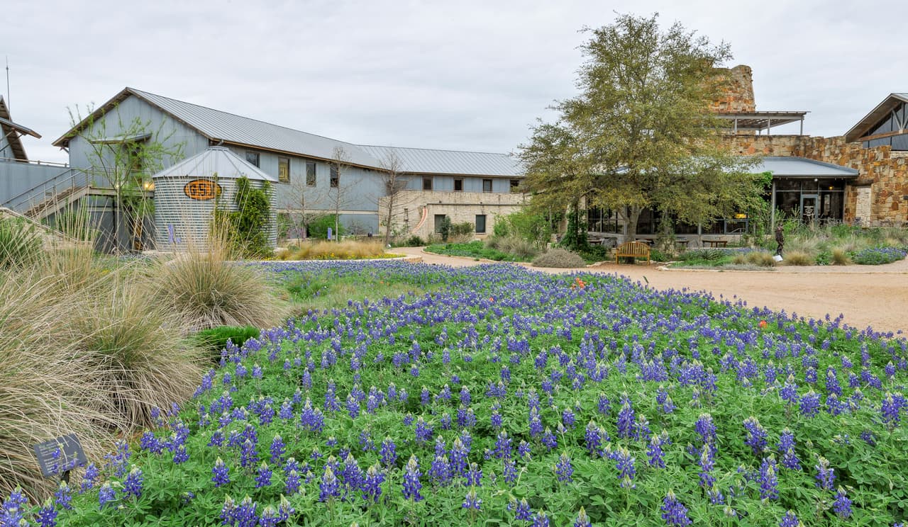 También cuenta con áreas rodeadas de bluebonnets.