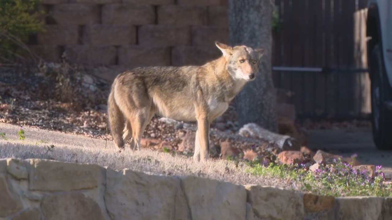 El coyote capturado la mañana del jueves 15 de febrero, será sacrificado “humanamente”, resaltan las autoridades del norte de Texas.