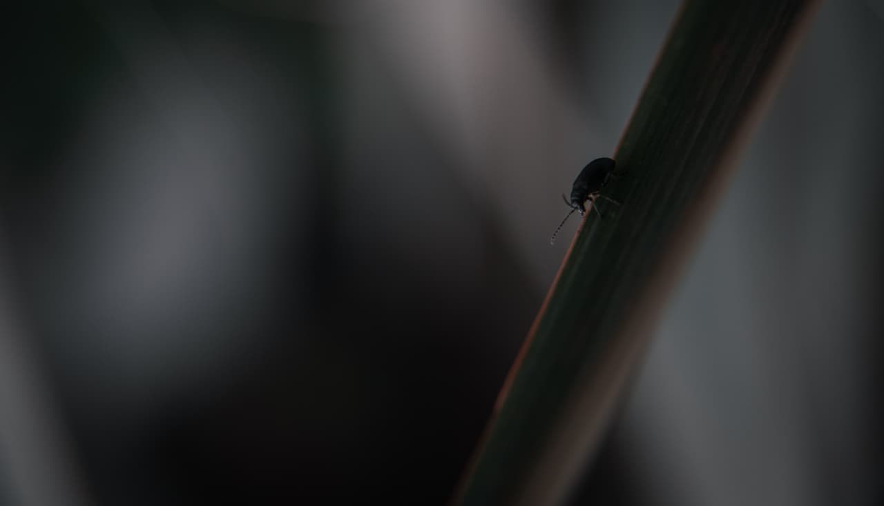 Funcionarios de salud advierten sobre un virus encontrado en garrapatas de Illinois 