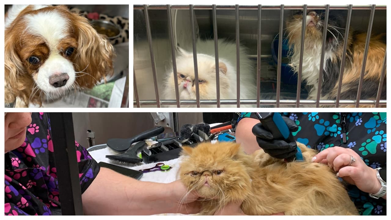 62 perros y gatos rescatados de una operación de acaparamiento y cría en el condado de Hall   