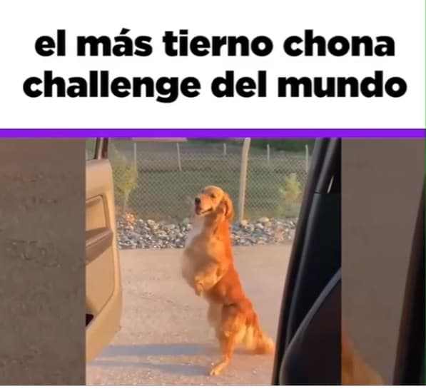 Hasta los animales fueron grabados mientras la letra de 'La Chona' sonaba en la radio de sus autos.